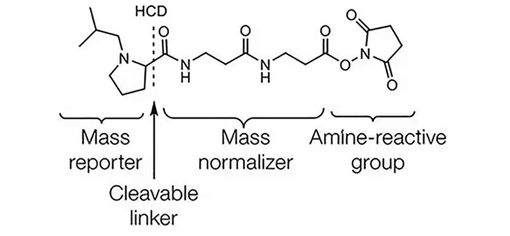 Structural Design of TMTpro Labeling Reagents [2]